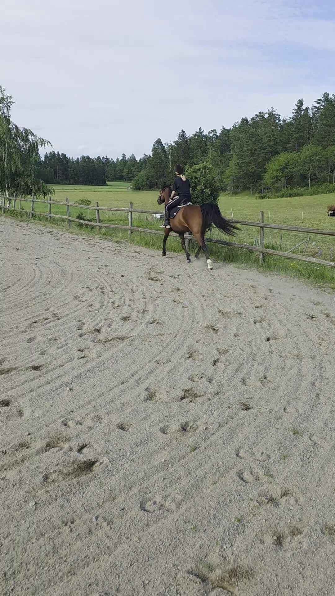 Allround hästar till salu: Fullblodsarab - Video 2