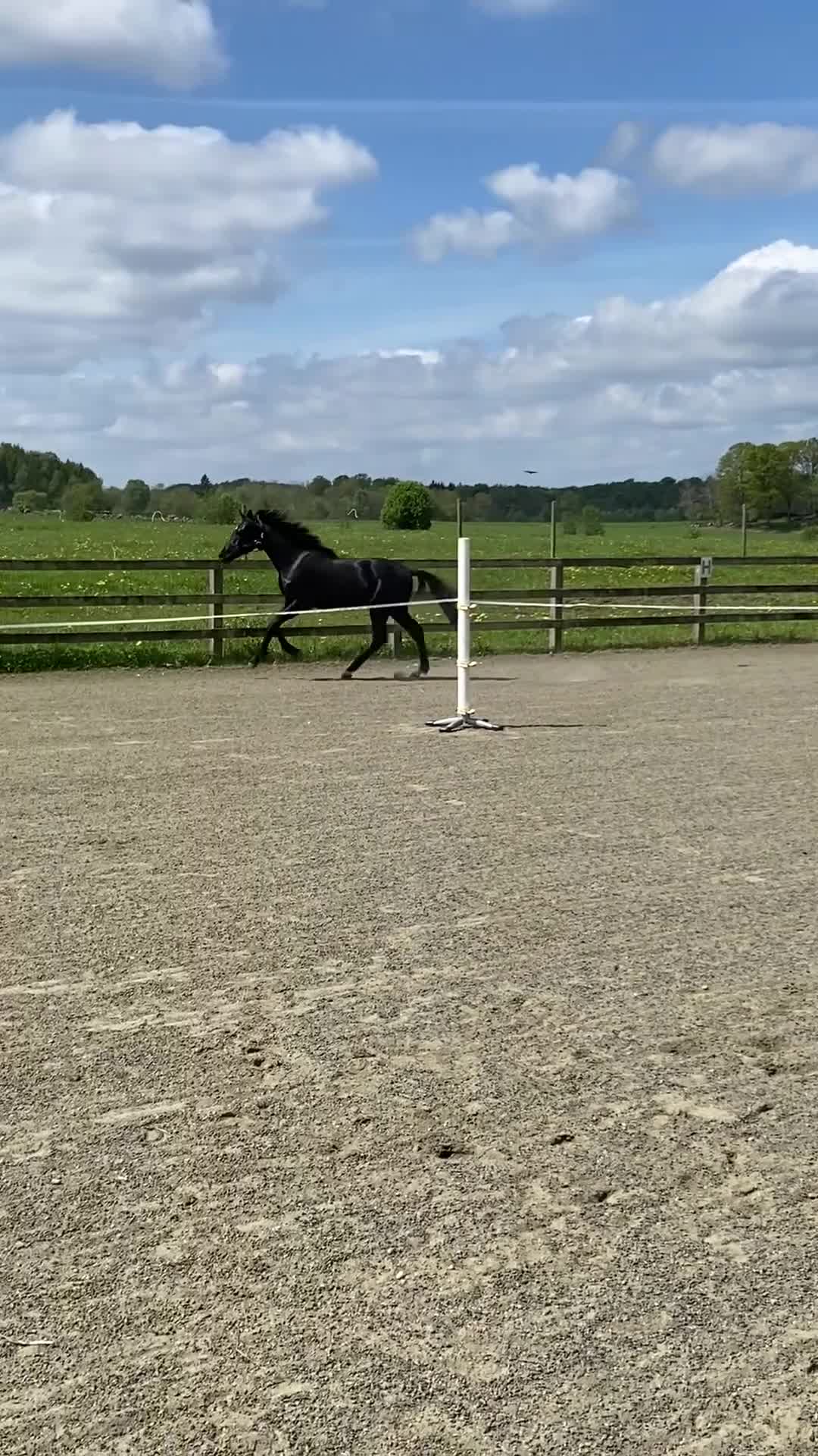 Dressyr hästar till salu: Vacker 1-årshingst med fina poäng - Video 1