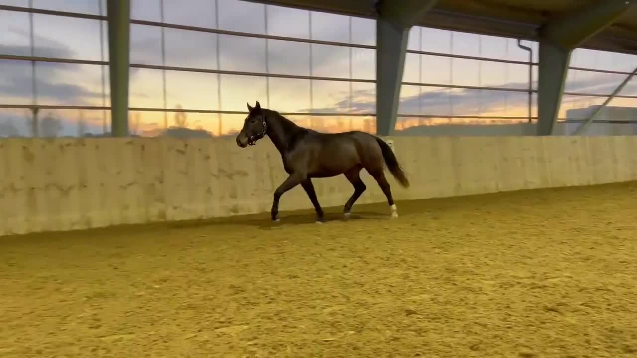 Hoppning hästar till salu: Lovande 4-åring e: Cornetto du Lys PS - Video 5