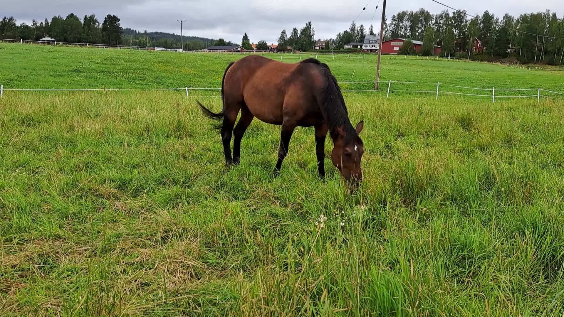 Avelshästar hästar till salu: Fint fölsto eller ridkompis? i Vallentuna - Video 1