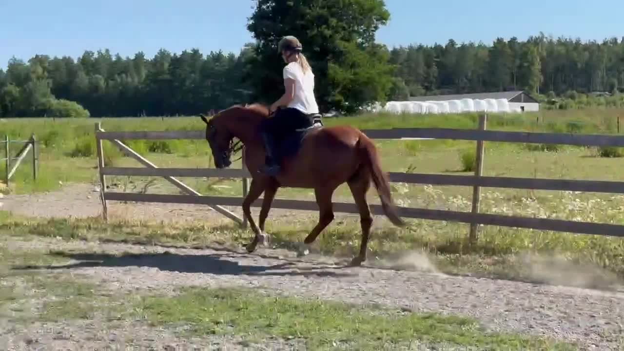 Övrigt hästar till salu: Medryttare sökes  - Video 1