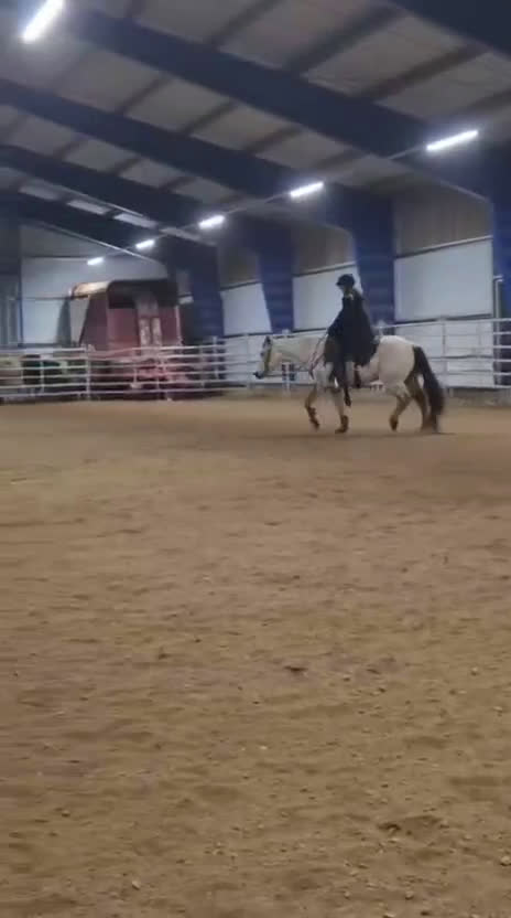 Western hästar till salu: Blivande bästa kompis - Video 1