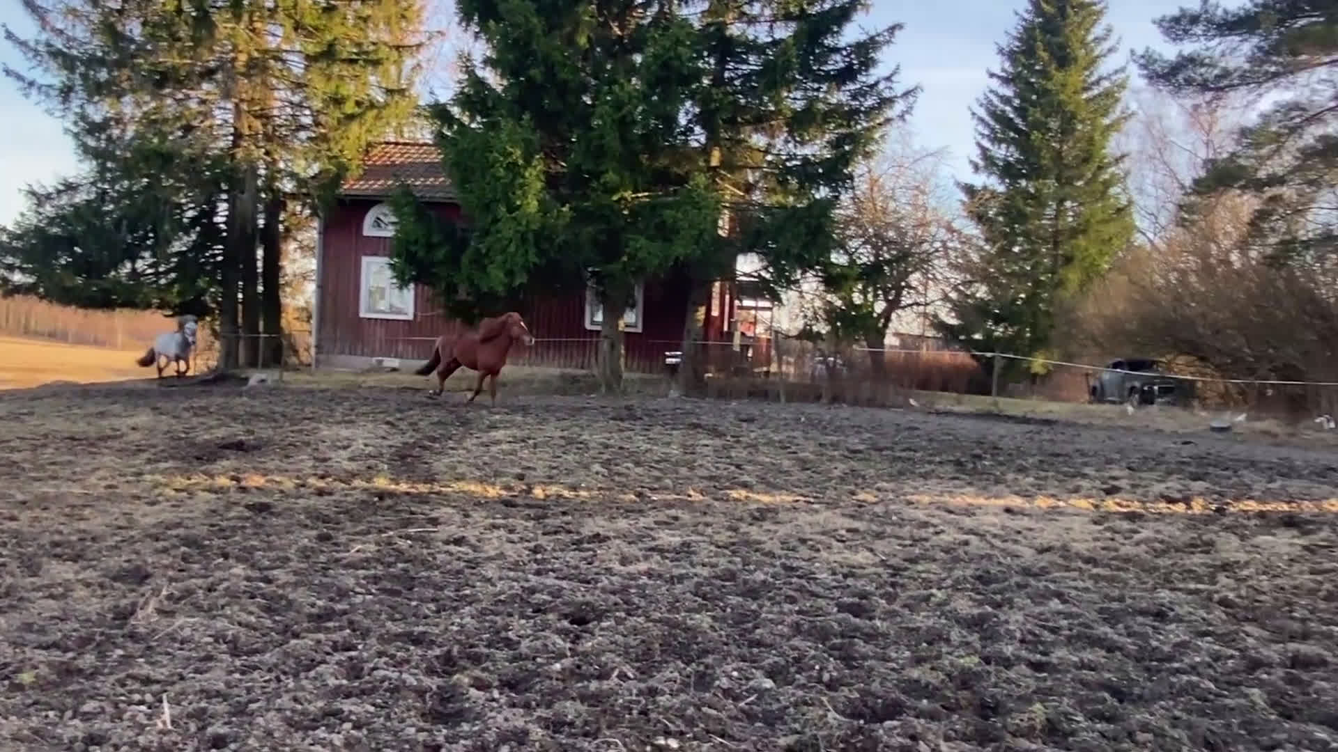 Island hästar till salu: Vacker hingst  i Skinnskatteberg - Video 1