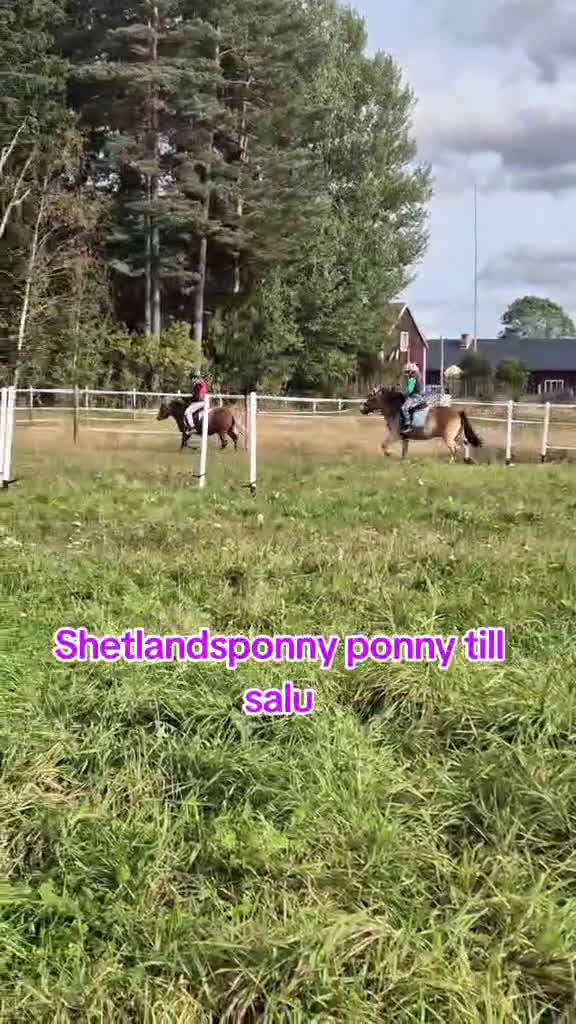 Trav hästar till salu: Film Shetlandsponny trav allround riden och körd  i Äppelbo - Video 1