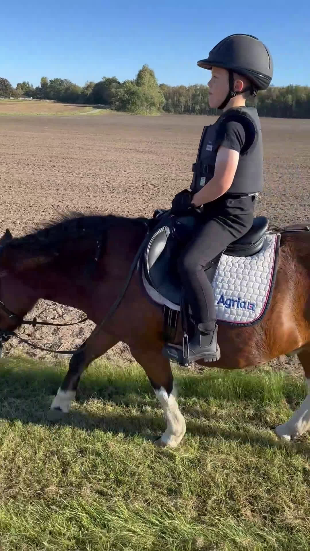 Allround hästar till salu: Den ultimata barnponnyn  - Video 3