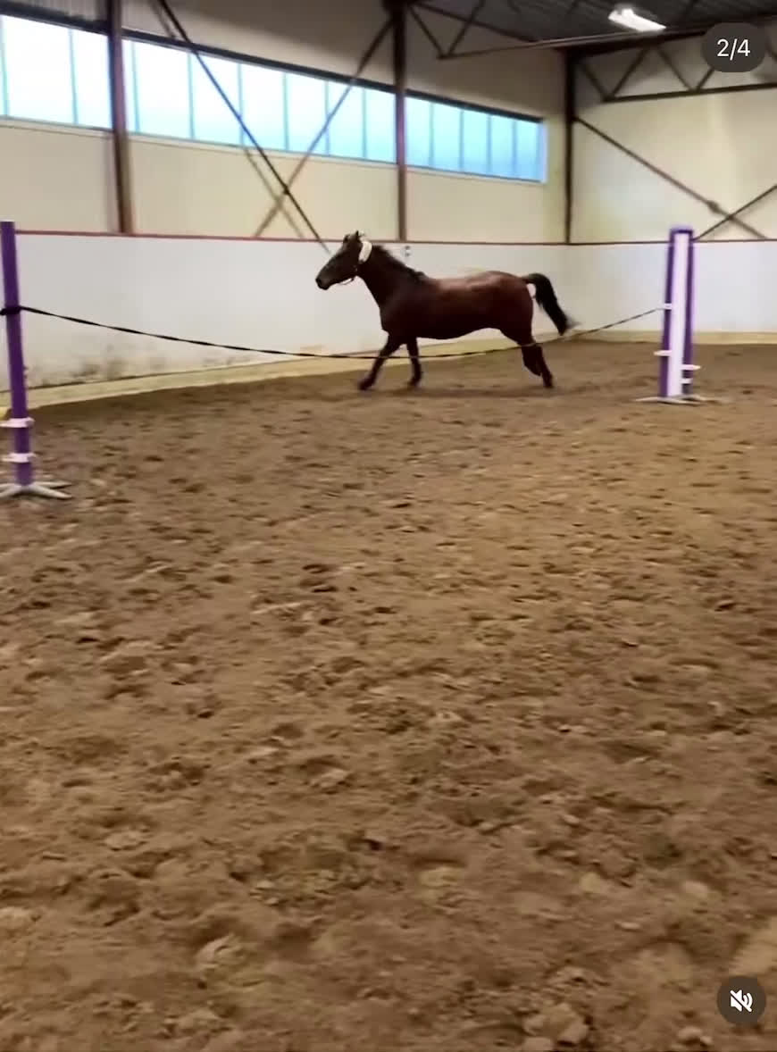 Hoppning hästar till salu: Okomplicerad, hinderklok och ärlig unghäst  - Video 1