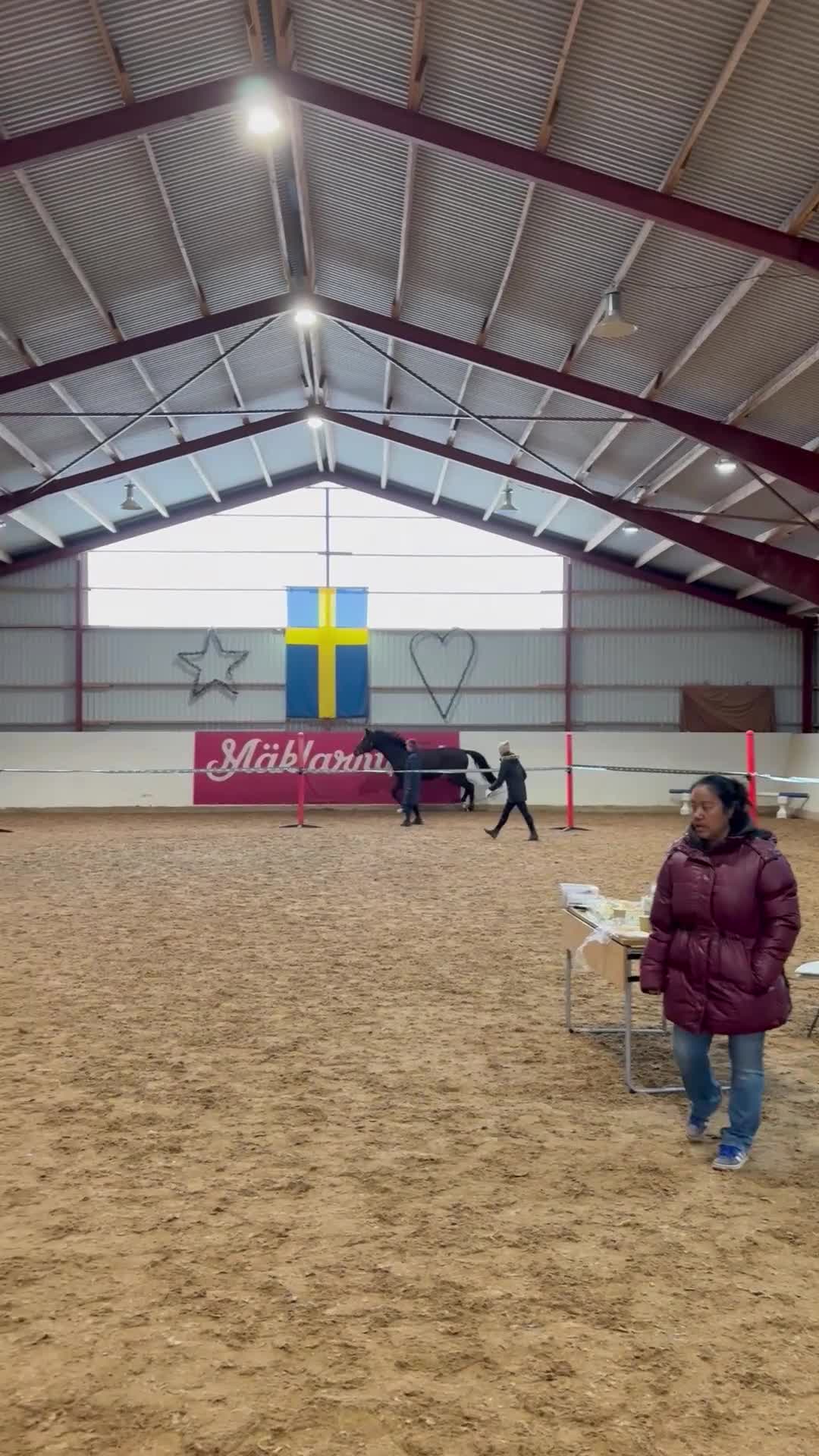 Allround hästar till salu: Väldigt trevlig unghäst i Vetlanda - Video 4