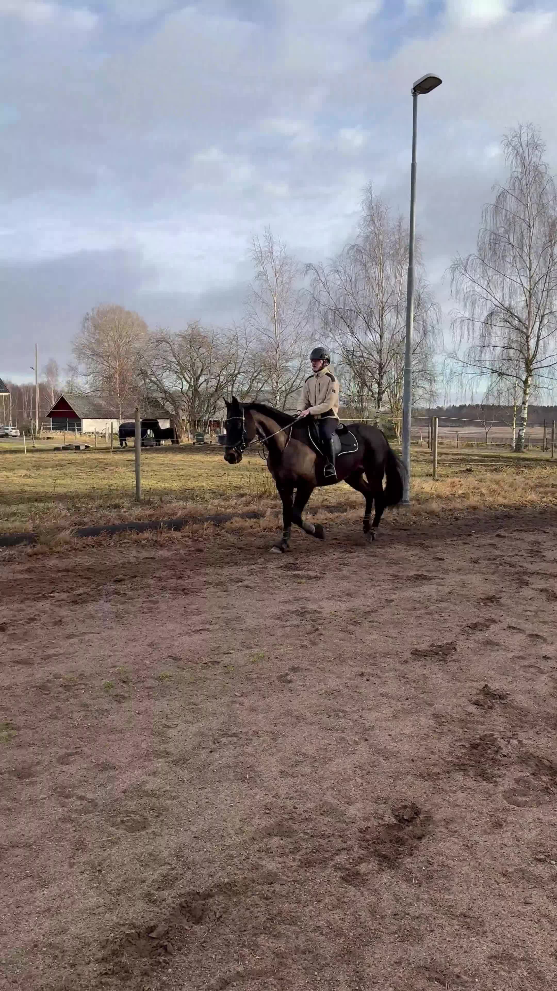 Allround hästar till salu: Våran älskade Quantum Amaretto till salu - Video 1