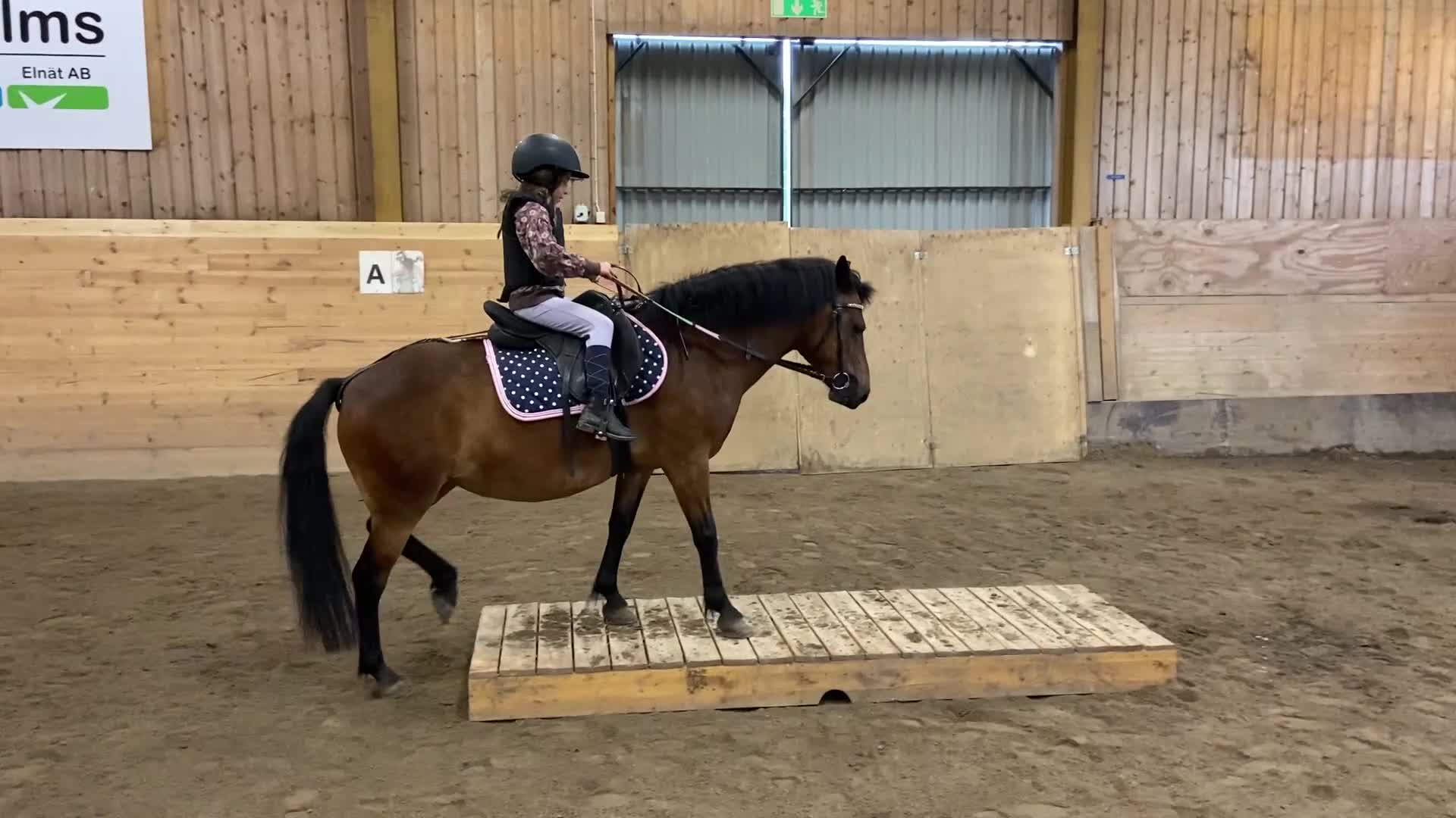 Allround hästar till salu: Trygg och snäll B ponny söker kärleksfullt hem - Video 4