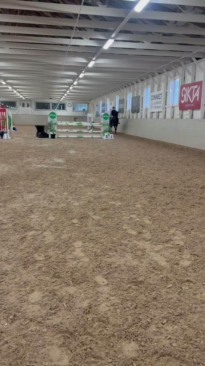 Hoppning hästar till salu: Blivande stjärna  - Video 2