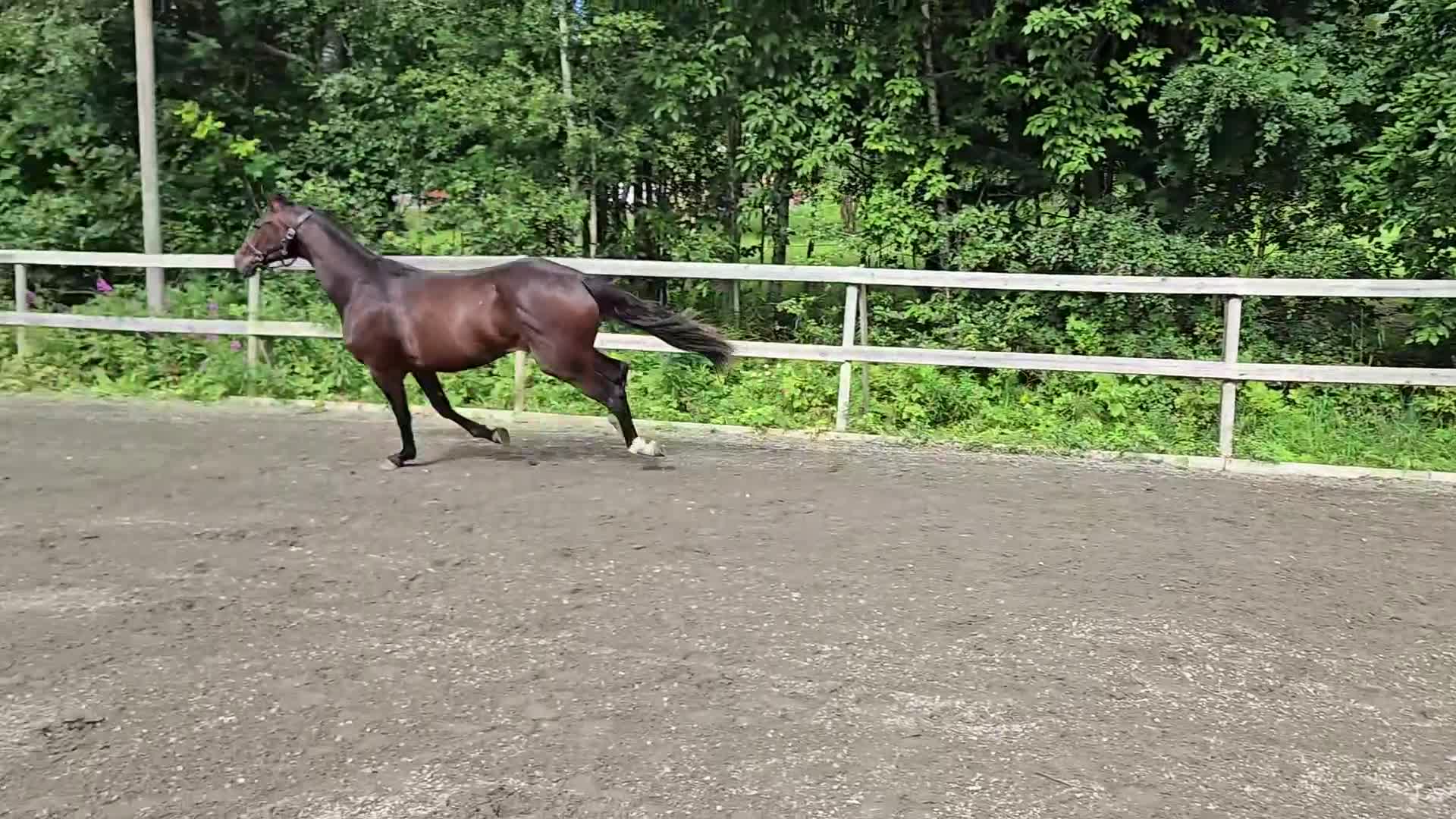 Dressyr hästar till salu: Supertrevlig unghäst f-24 för dressyr - Video 2