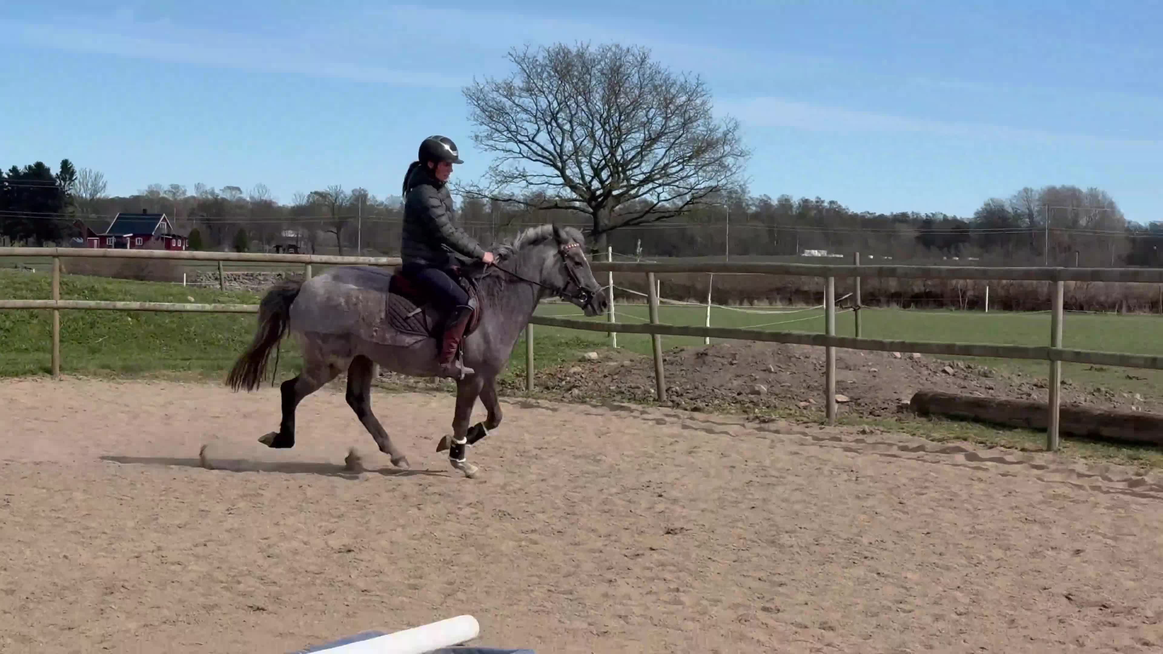 Hoppning hästar till salu: Framtida tävlingsponny🤩 - Video 2