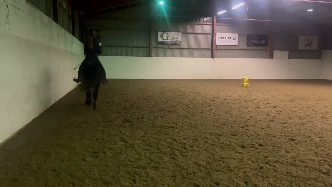 Allround hästar till salu: wonderful magic uppdatering! Filmer - Video 1