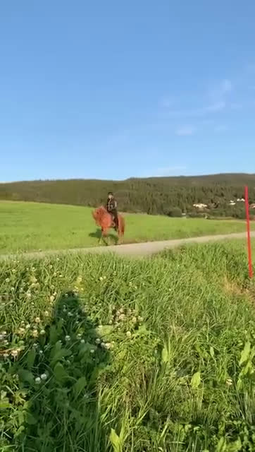 Island hästar till salu: Gjafar från Hästfjället, ståtlig och äventyrssugen - Video 1