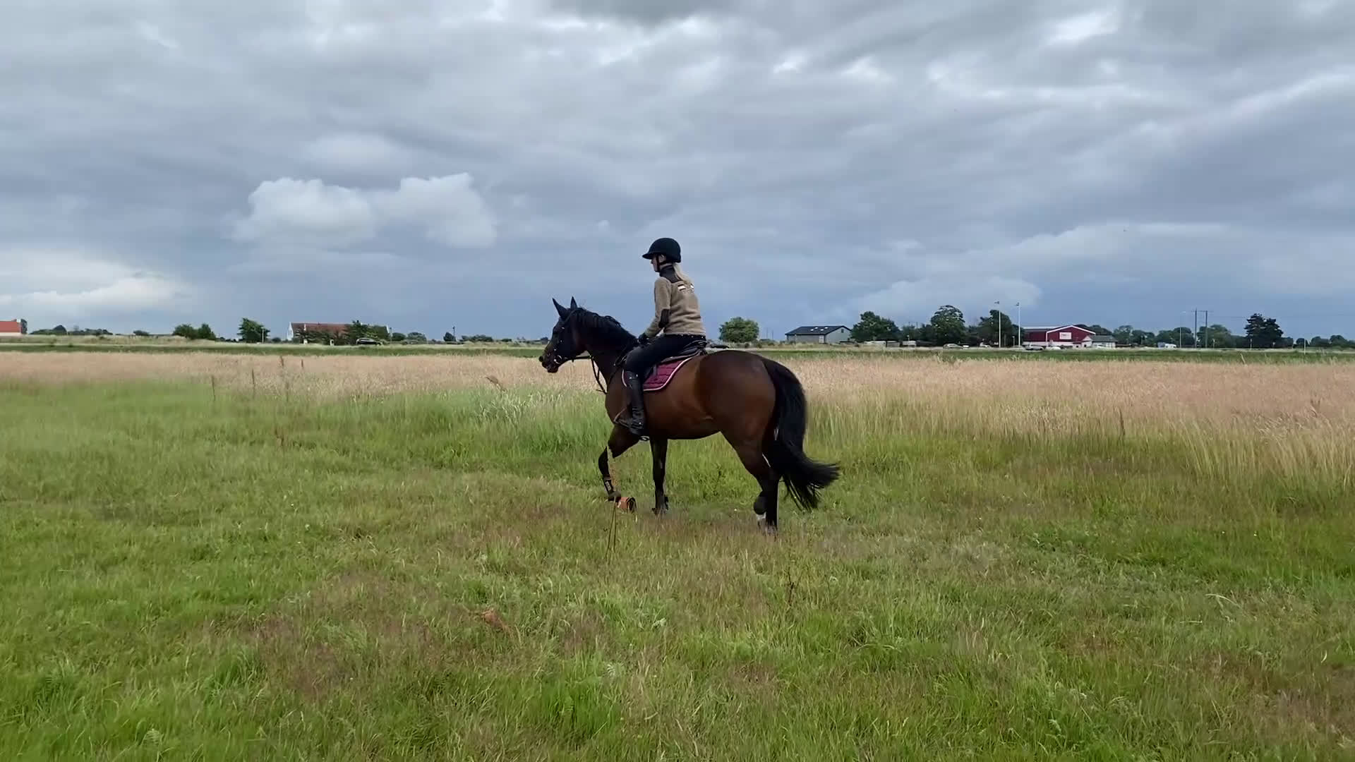 Hoppning hästar till salu: Positivt och vackert sto i Höllviken - Video 2