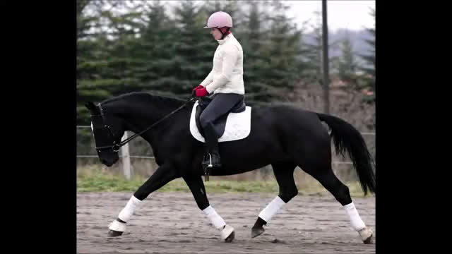 Allround hästar till salu: New Fantastic Silesian - perfect mover - Video 1