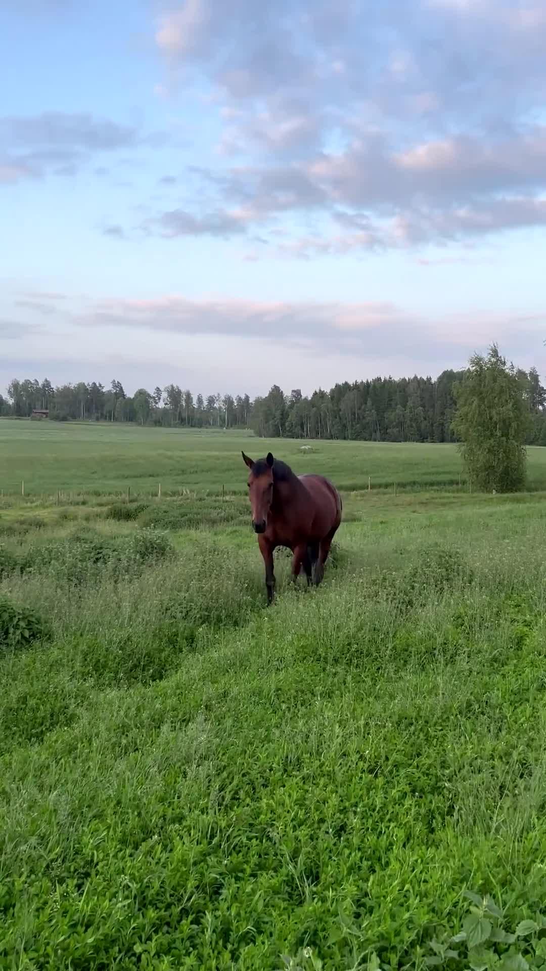 Allround hästar till salu: Vill du bli medryttare till en trygg travare? i Pålsboda - Video 4