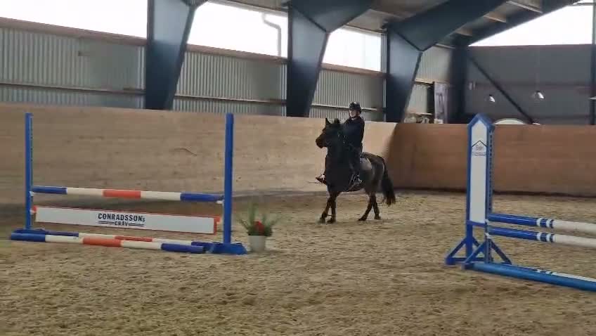 Allround hästar till salu: Hoppglad ponny - Video 1