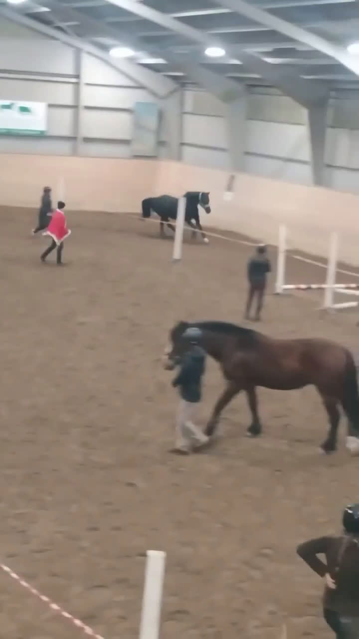 Allround hästar till salu: Vackert danskt halvblod - Video 4