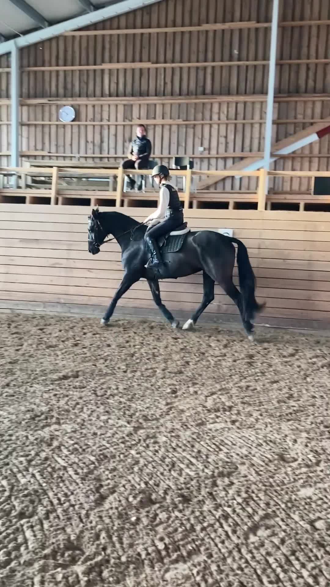 Allround hästar till salu: Lyxig hobbyhäst med ett hjärta av guld i Bonässund - Video 2