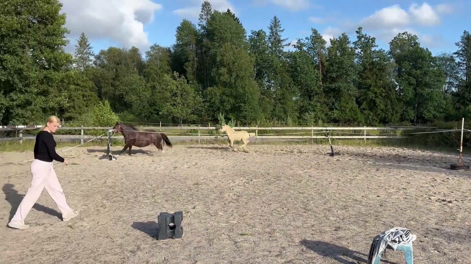 Allround hästar till salu: Söt som socker❤️ i Kalv - Video 1