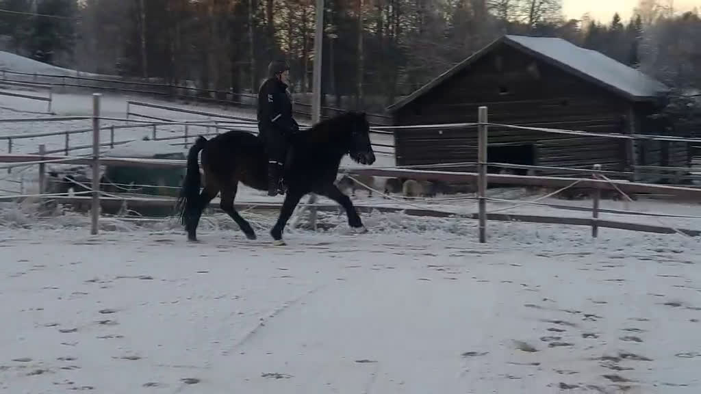 Island hästar till salu: Bedömt sto tävling/avel/fritid i Kälarne - Video 2