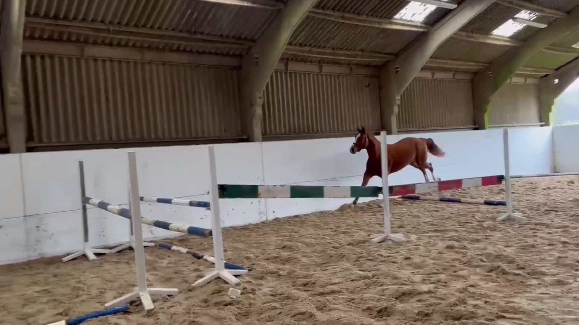 Hoppning hästar till salu: Hingstföl efter Conthargos x Chacco-Blue i Stockholm - Video 2