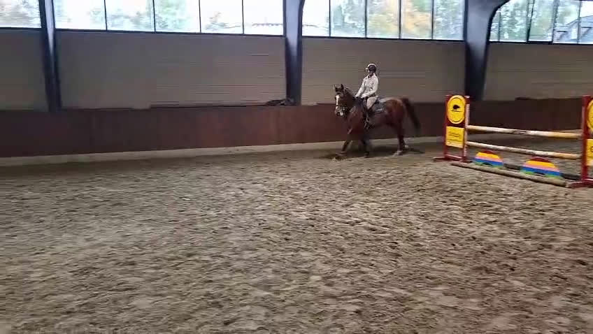 Hoppning hästar till salu: Lovande sto e: Grandorado i Marbella - Video 1