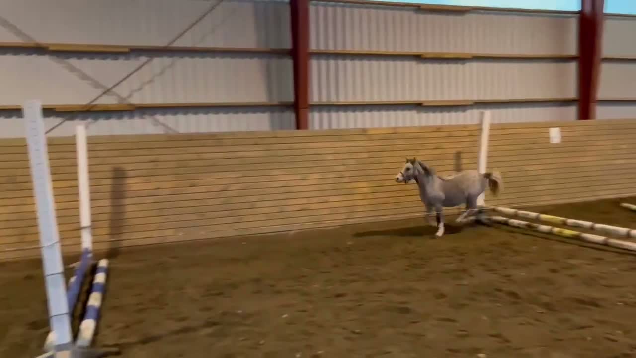 Allround hästar till salu: Sockersöt Welsh  i Näshulta - Video 1