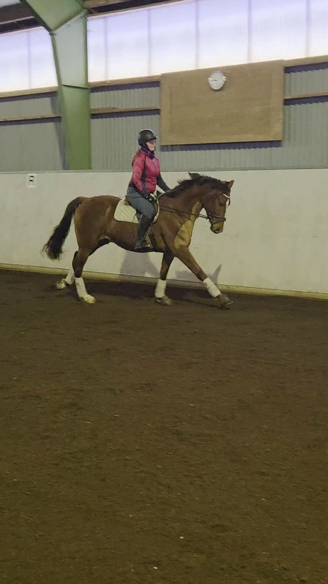 Allround hästar till salu: Svenskfödd val född 2022 - Video 2