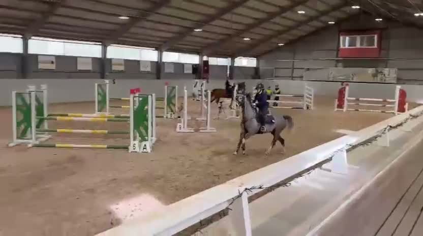 Hoppning hästar till salu: D ponny för de största klasserna  - Video 1