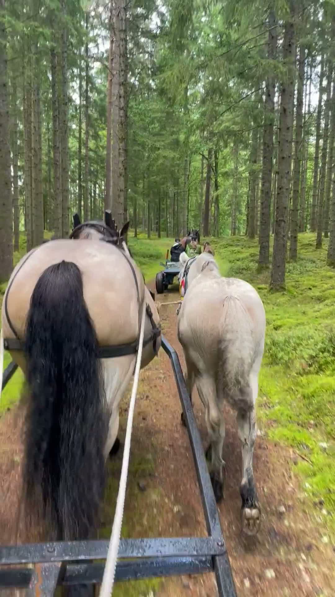 Allround hästar till salu: Nordsvensk brukshäst hingstföl i Mårdaklev - Video 1