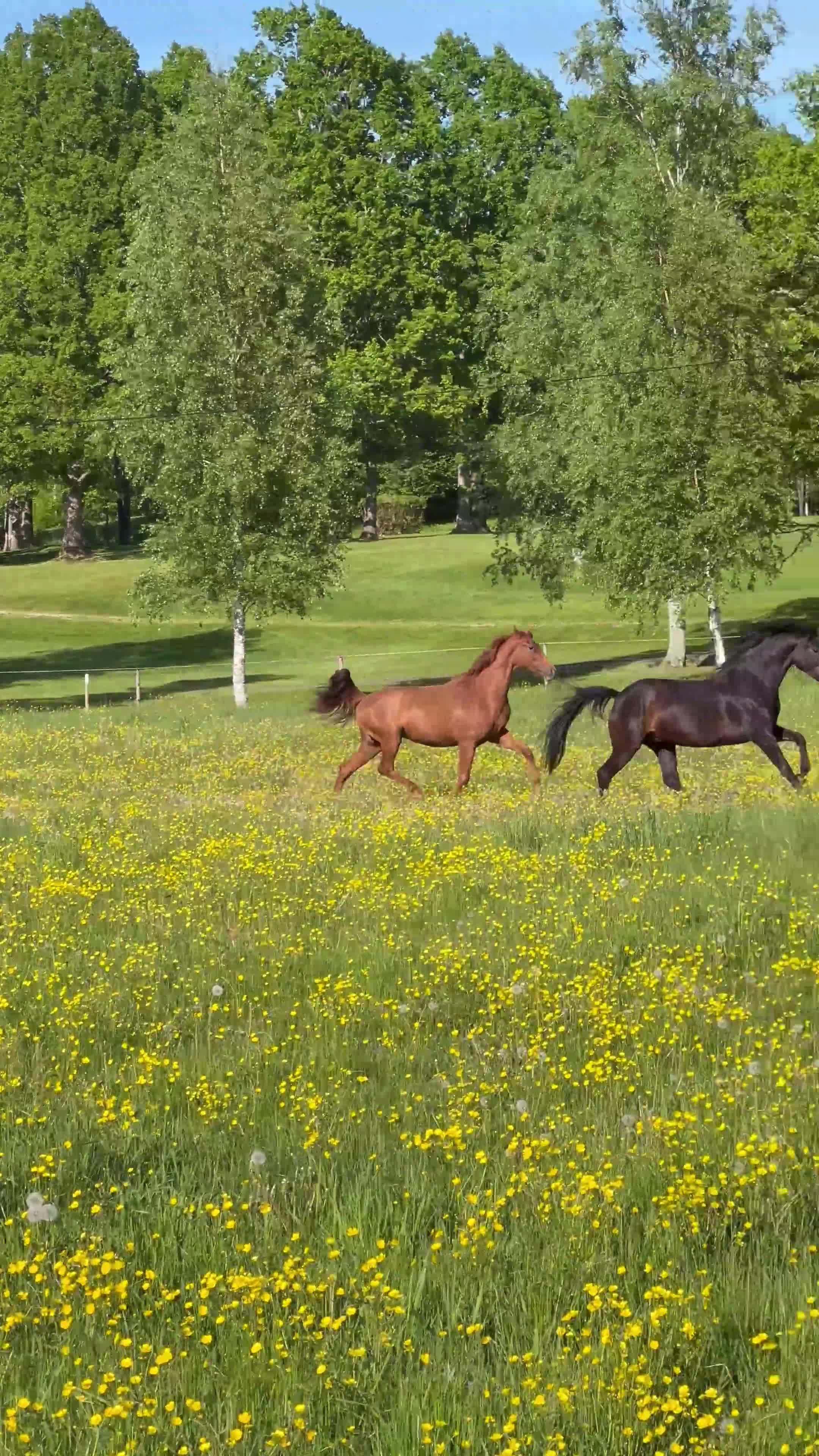 Dressyr hästar till salu: Toppstammat ungsto för framtida sport och avel! - Video 1