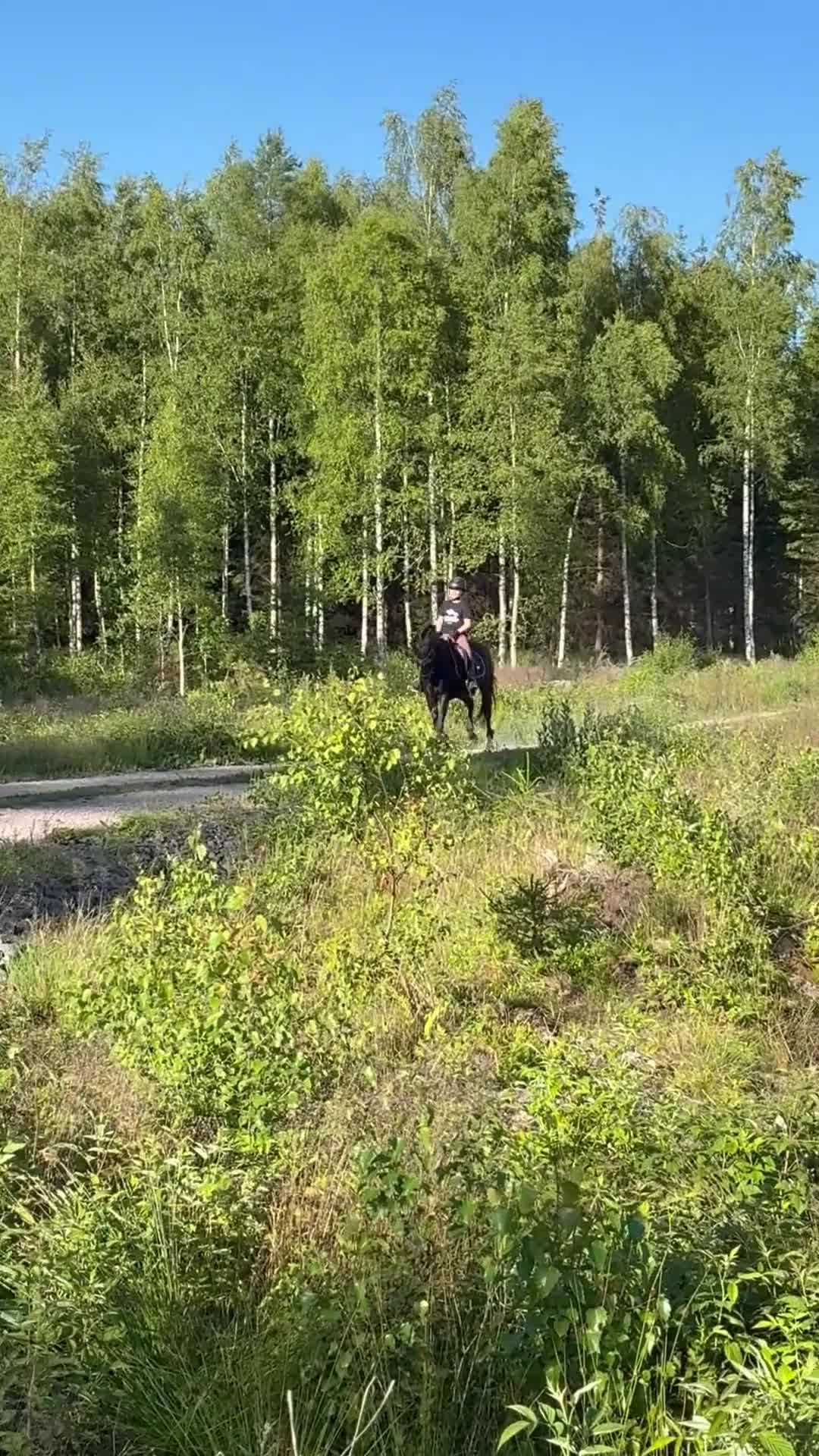 Dressyr hästar till salu: Vacker ponny med ett hjärta av guld  i Tranås - Video 2