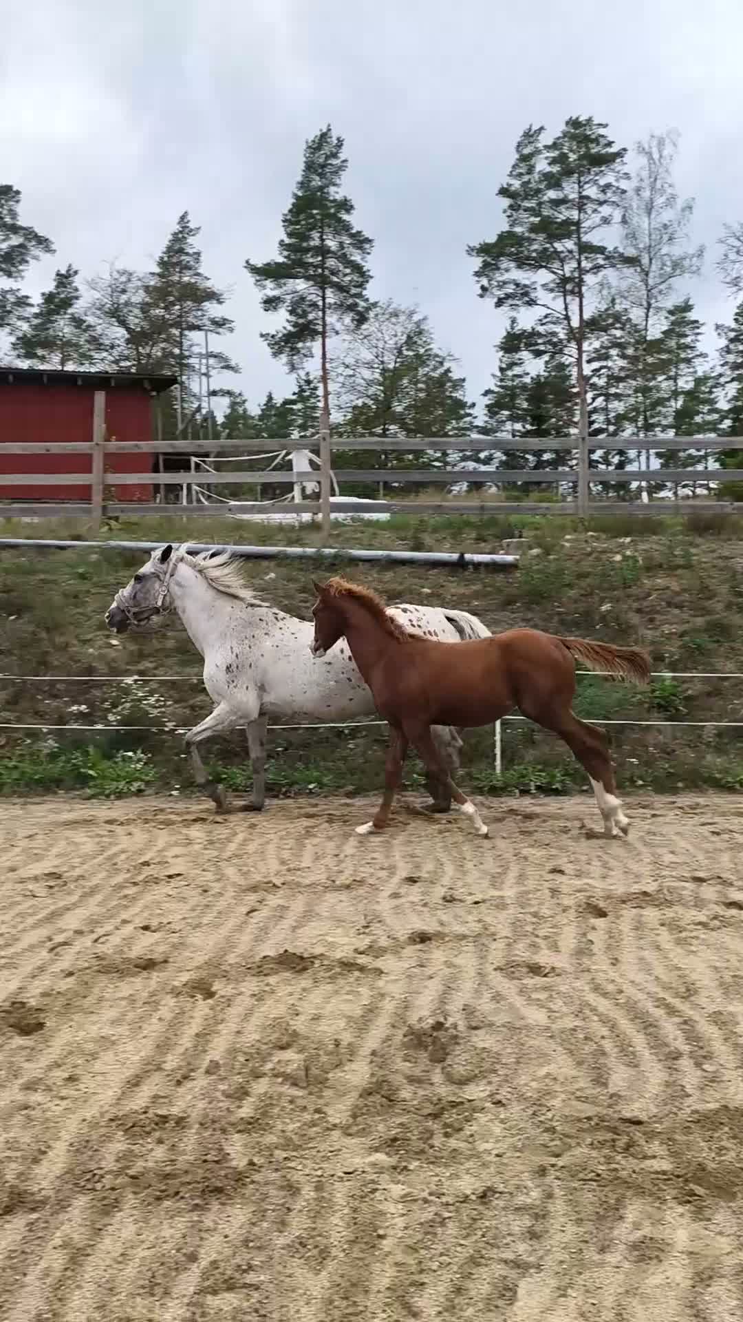 Hoppning hästar till salu: Hoppstammat hingstföl  i Hallabro - Video 2