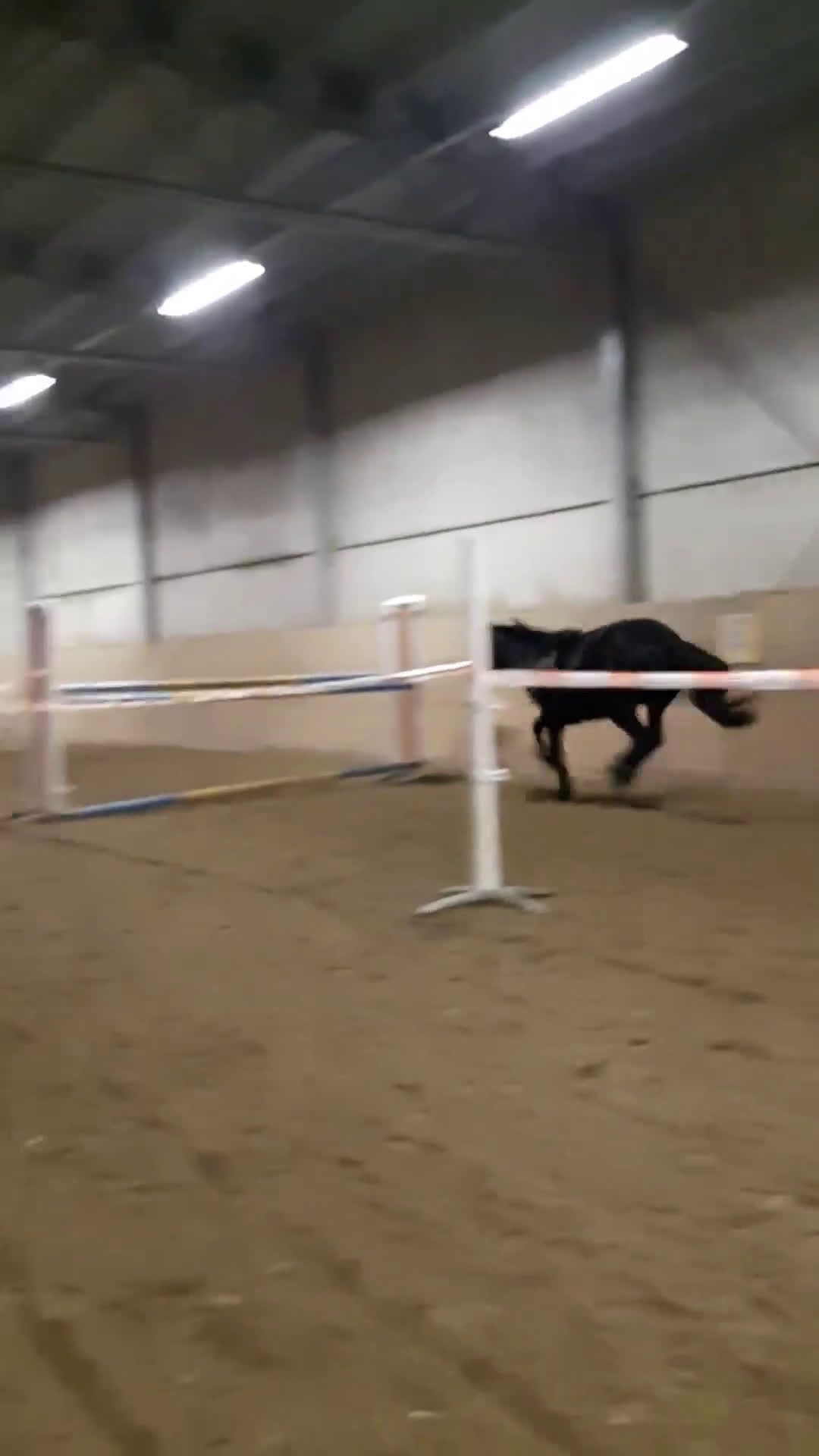 Allround hästar till salu: Intressekoll, D-ponny i Stensele - Video 2