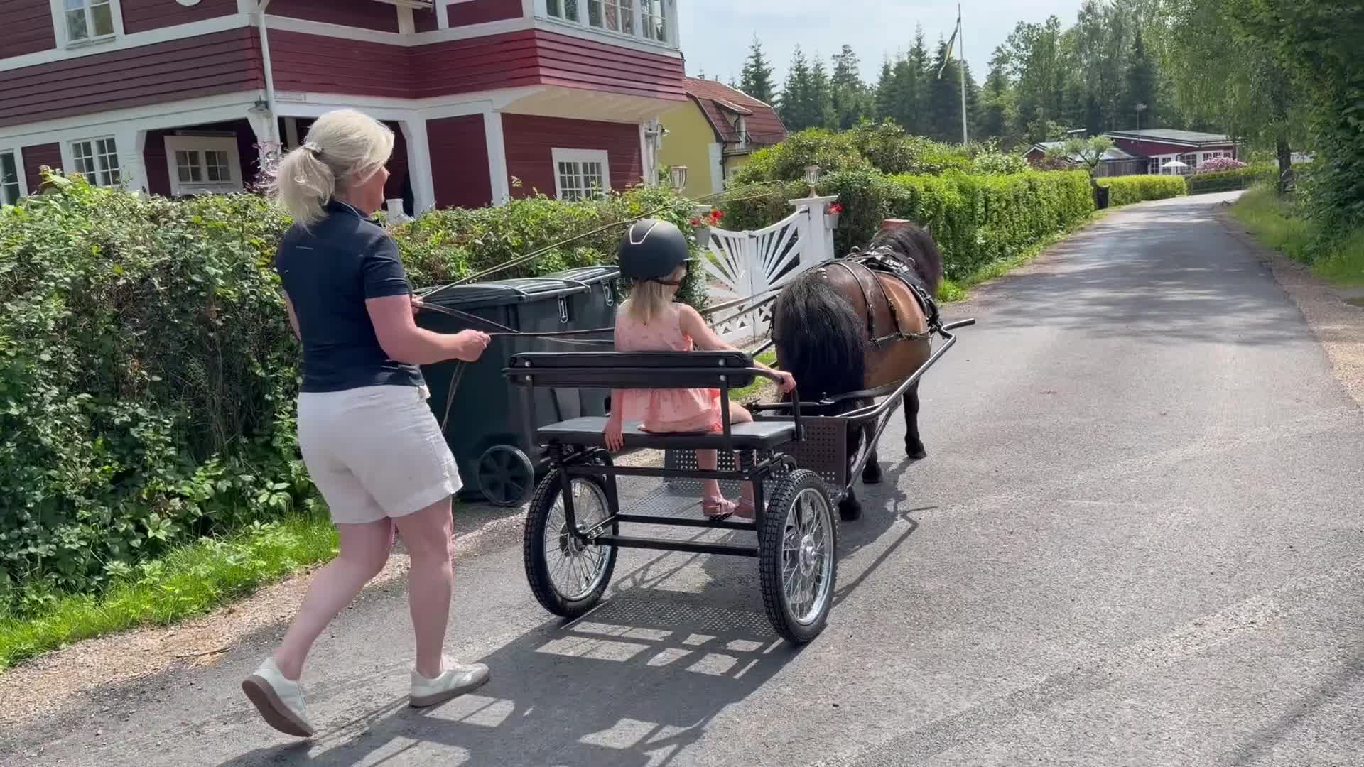 Allround hästar till salu: Stor shetlandsponny söker nytt hem - Video 4