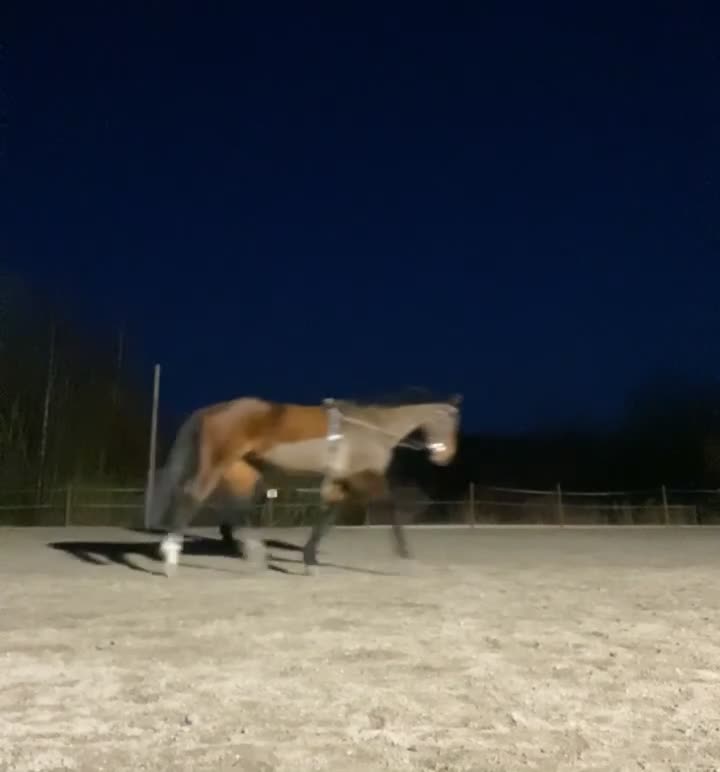  foderhäst sökes: Foderhäst (ev köp) sökes  i Vendelsö - Video 3