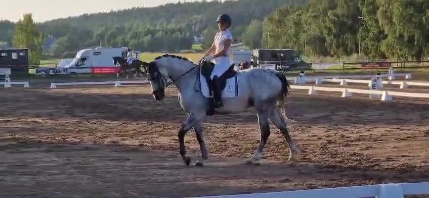Dressyr hästar till salu: Till rätt hem - Video 3