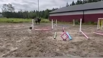 Allround hästar till salu: Fin travhäst!  - Video 1