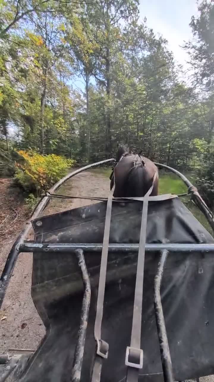 Trav hästar till salu: Genomsnäll kille. - Video 2