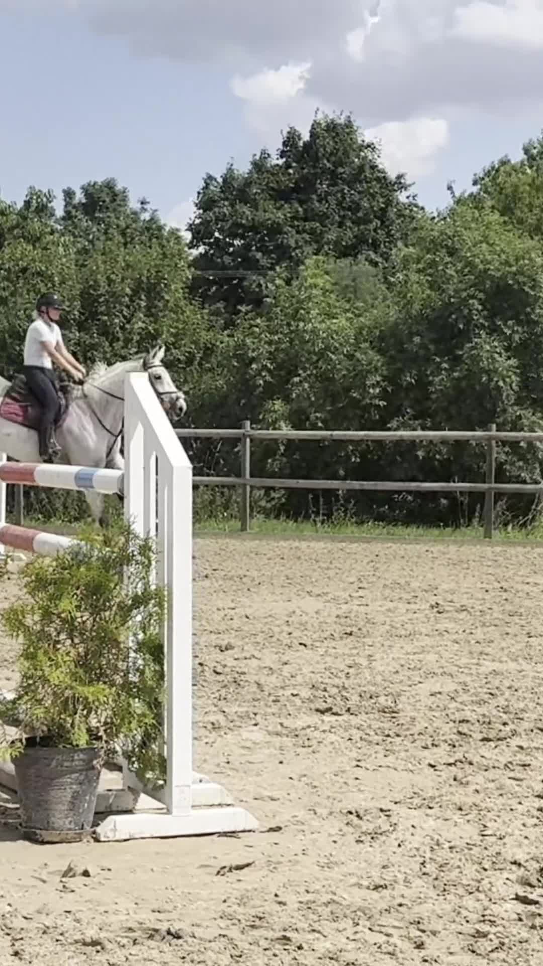 Hoppning hästar till salu: Sagohäst med massor av kapacitet söker ny ryttare - Video 1
