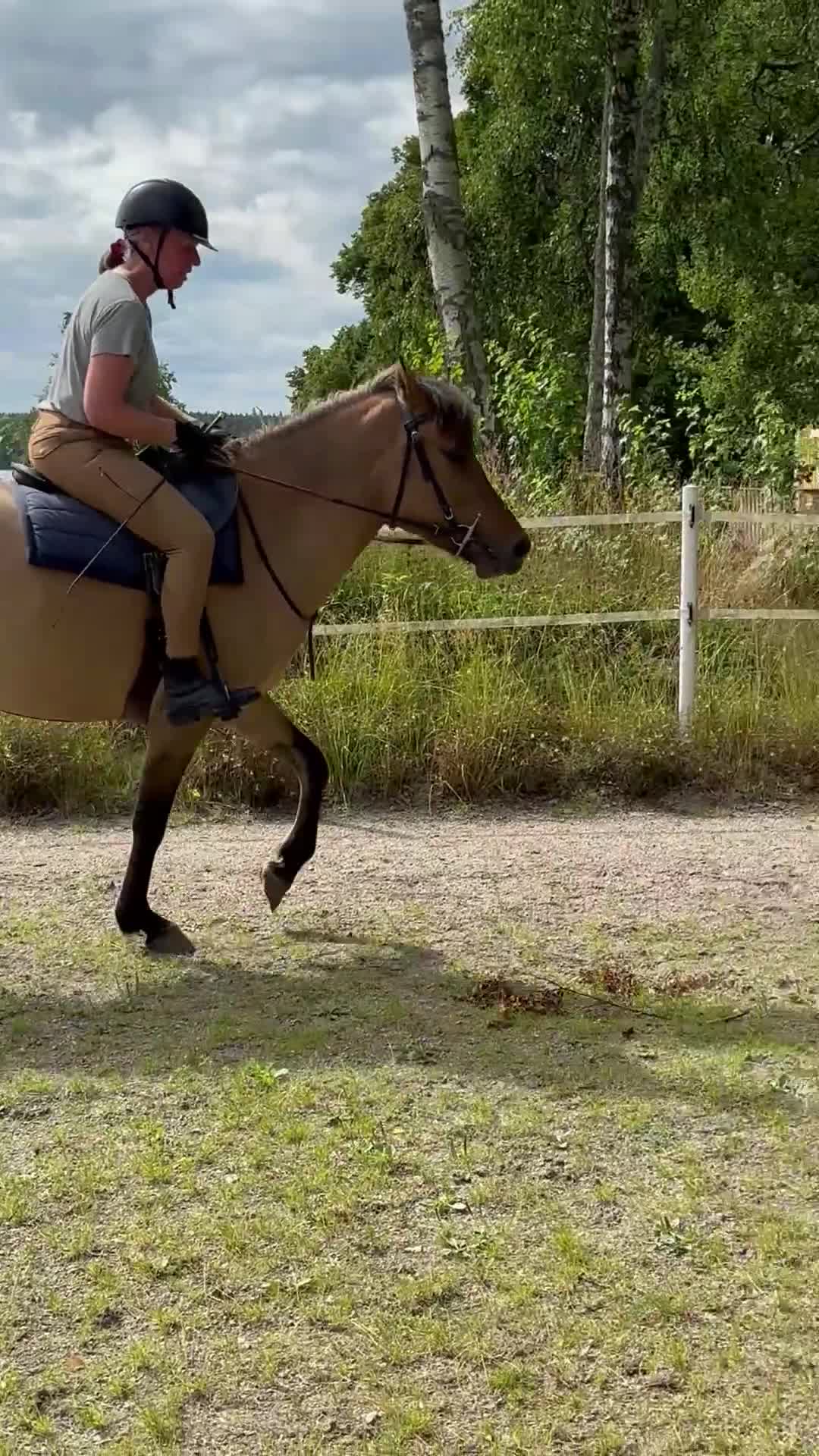 Allround hästar till salu: En blivande favorithäst - Video 3