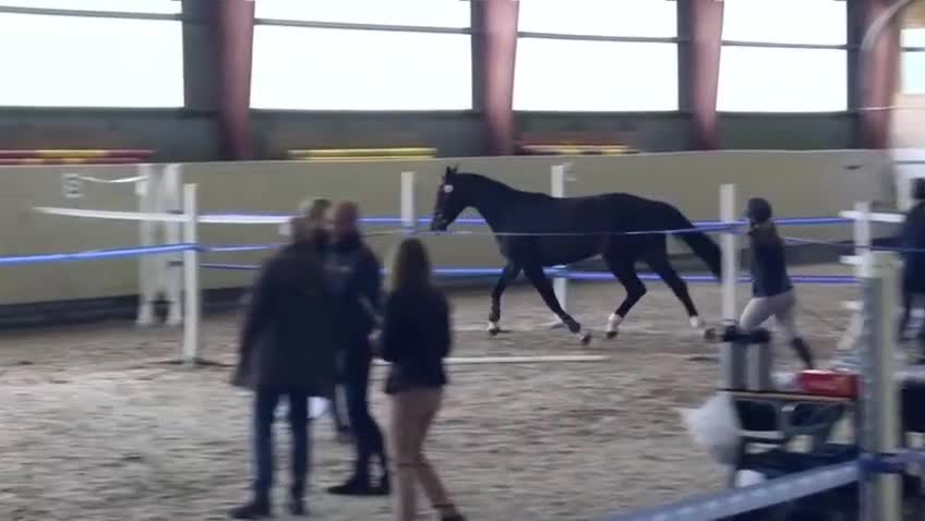 Avelshästar hästar till salu: Sto e: Kannan dräktig med Le Blue Diamond - Video 1
