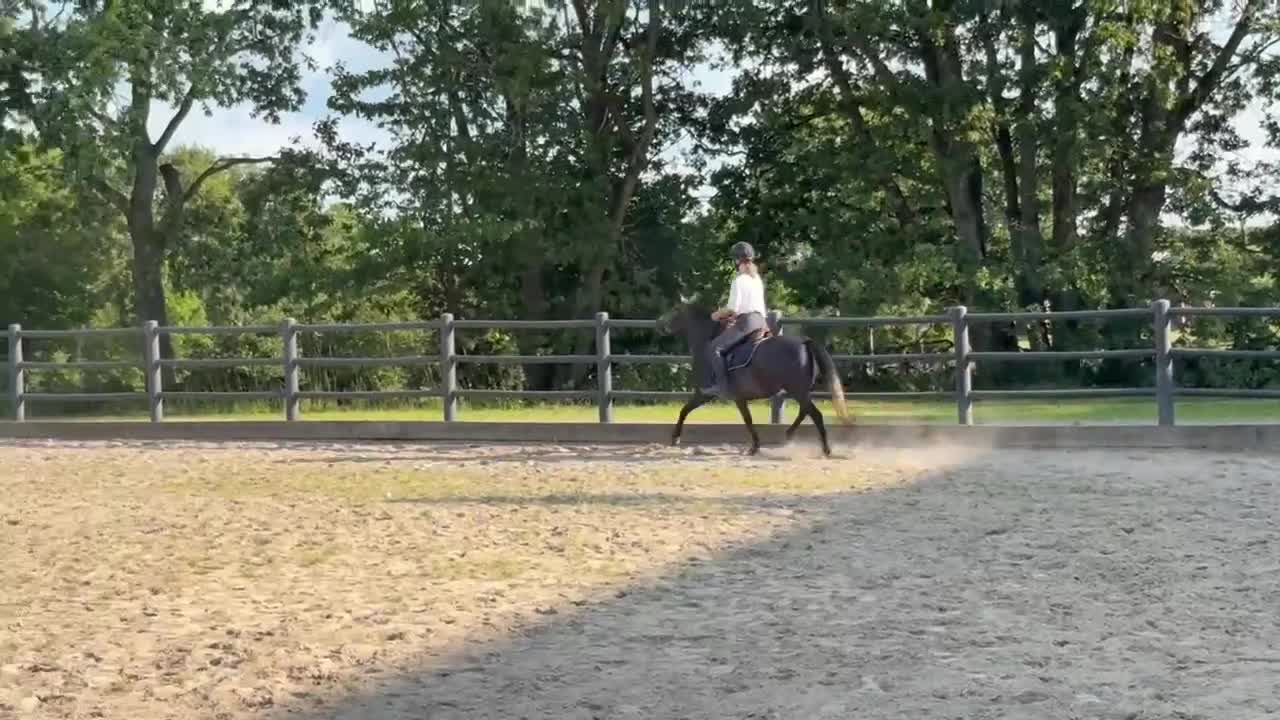Allround hästar till salu: Welsh partbred i Västra Torup - Video 2