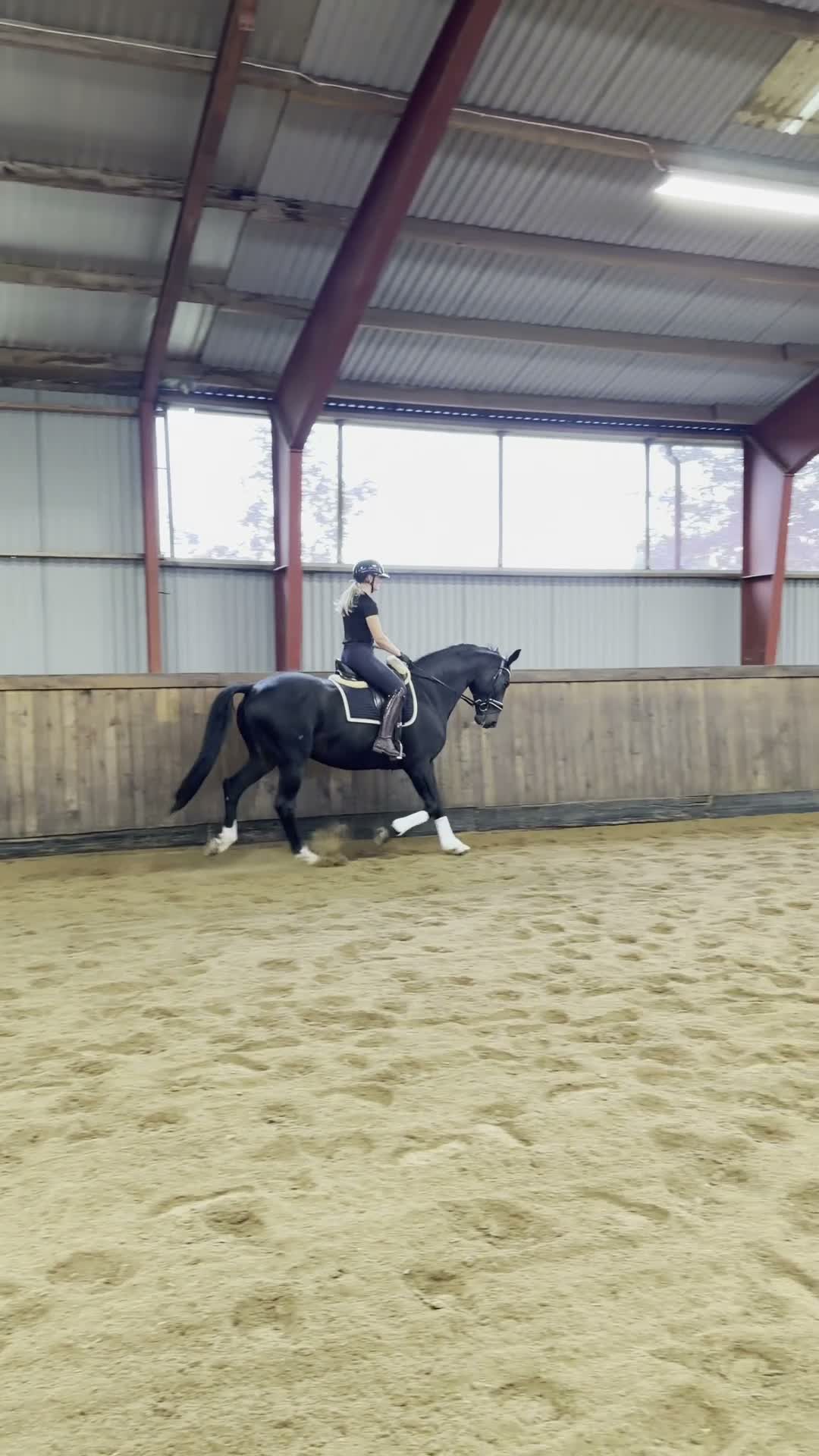 Dressyr hästar till salu: Vänlig herre med fina kvaliteter  - Video 1
