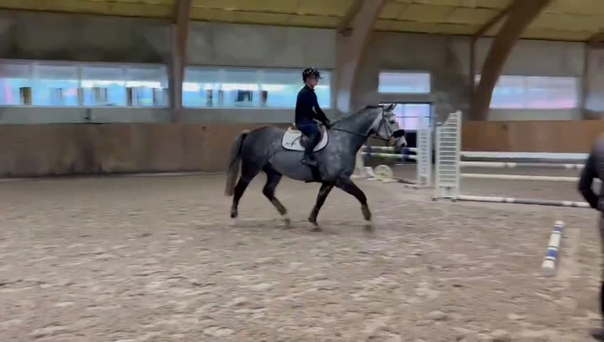 Allround hästar till salu: Allround häst till salu i Löberöd - Video 3