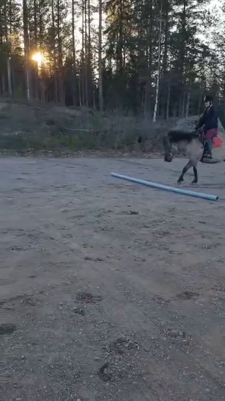 Hoppning hästar till salu: Charmig ponny för den tuffa ryttaren! - Video 3