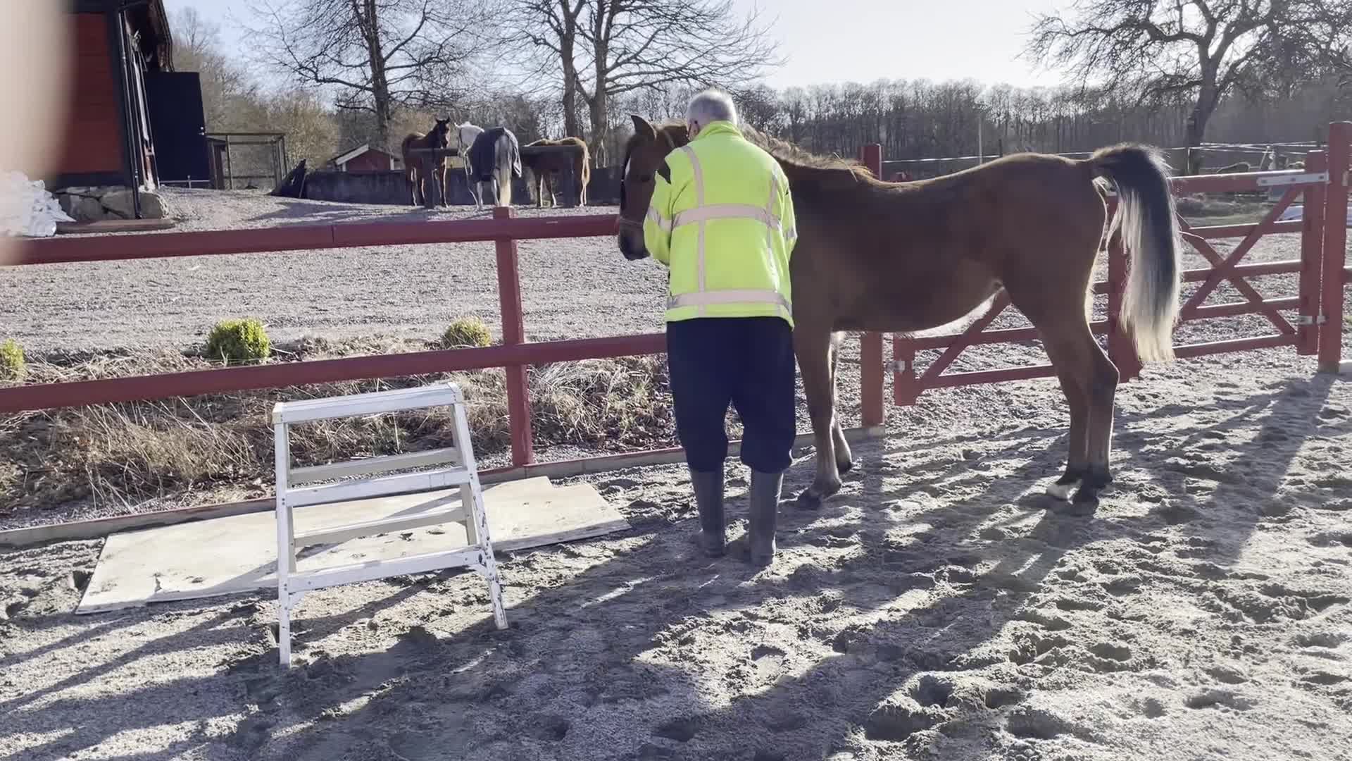 Allround hästar till salu: Mycket trevligt arabiskt ungsto med toppstam  - Video 2