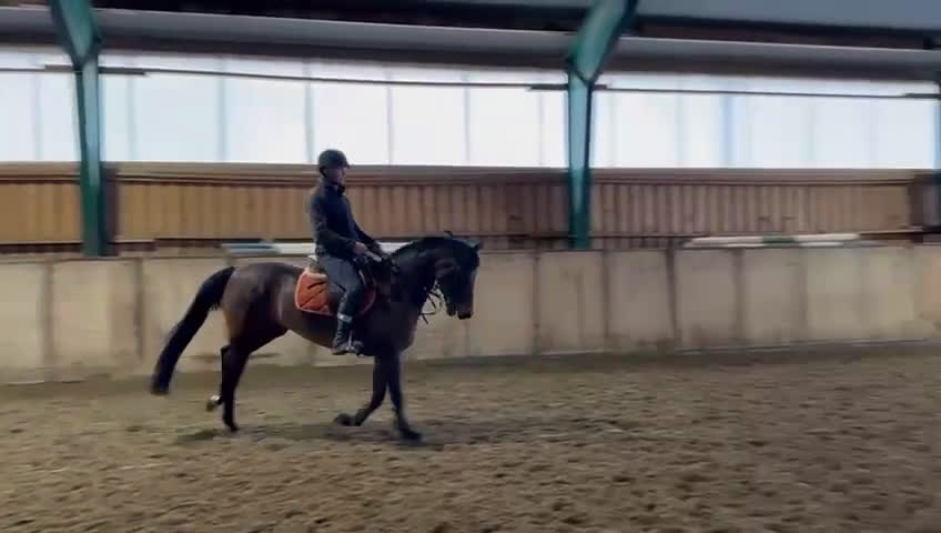 Hoppning hästar till salu: Välhoppande energisk kille - Video 1